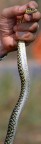 Serpente