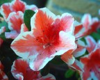 fiori