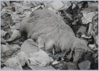 &quot; discarica  &quot;