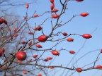 verso il sole