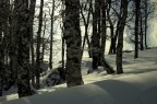 Tronchi