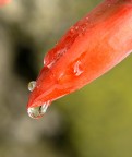 goccia nel rosso