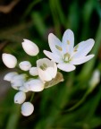 fiori2