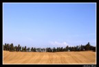 Colline pisane