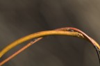 Intreccio naturale