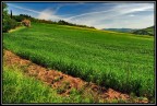 ...c' un grande prato verde...