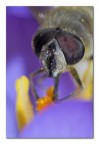 Eristalis pigix