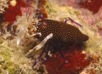 Santa Maria al Bagno (Nard)
-1 mt.
Notturna

Gnatophyllum elegans, ovvero gambero vinaio.

Animale visto e fotografato per la prima volta in vita mia, nel posto pi frequentato, ovvio e facile: sotto la porta di casa.
Mi ha strabiliato la livrea di questo crostaceo.
Purtroppo la compressione ha danneggiato la qualit dell'immagine, che ha una velatura di grigi...

Critiche e commenti sempre apprezzatissimi.
Grazie mille a tutti

Giuseppe