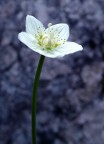 Fiore