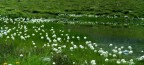 Continuo con dei fiori tutti particolari...
Qualcuno sa dirmi come si chiamano?...
Laghi di Juan 2000 m. Val D'Aosta
Commenti e critiche sempre ben accetti