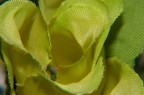 Rosa di seta
