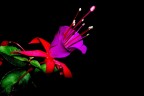 SOLO UN FIORE