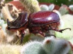 Scarabeo