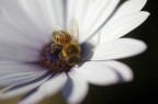 scattata mentre aspettavo che uscisse mia figlia da scuola, nel giardinetto antistante l'edificio.Pentax ist dl, ottica sigma 90mm f.2,8 macro manuale. tempo di scatto 1/4000 a diaframma 2,8.