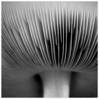 fungine#2