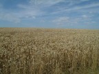 grano in normandia