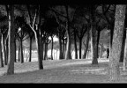 Luce tra i Pini