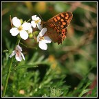 Farfalla... Farfalla...