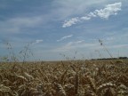 grano....