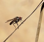 mosca in diagonale mosca in diagonale