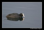 Coot
