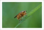 Mosca Gialla