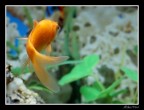 Acquario