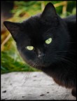 Uno sguardo...che uccide