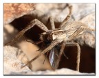 preda e predatore