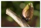 Prime prove Tamron 2.8 macro

Consigli bene accetti e critiche obbligatorie ^_^