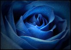 Voluptous Blue