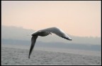 un pomeriggio stupendo sul lago di varese con una persona stupenda... i gabbiani... e una strana tristezza per essere liberi...