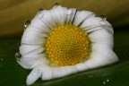 e per contorno... una corona di gocce..