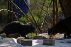 Pussa via
