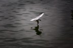 il becco nell'acqua
