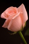 Pinck roses