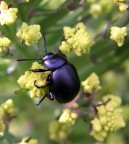 viola metallizzato!
