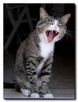 sbadiglio felino...