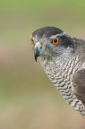 Falco curioso