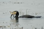 cormorano con preda