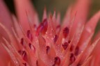 fiore