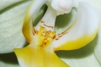 Orchidea 2