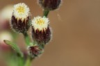 Fiorellini