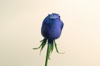 Feeling Blue/2
