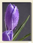 Crocus chiuso