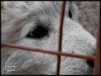 Tra la gabbia, gli occhi di un cucciolo che ha fame!