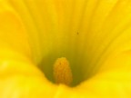 profondo giallo
