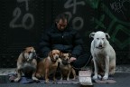 un Natale un po'......da cani!