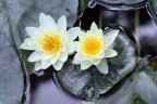 Ninfee carpite dal giardino dell'Alahambra