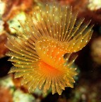 fiore marino fiore marino